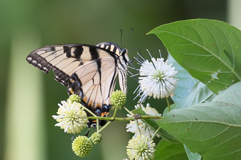 Western Tiger Swallowtail